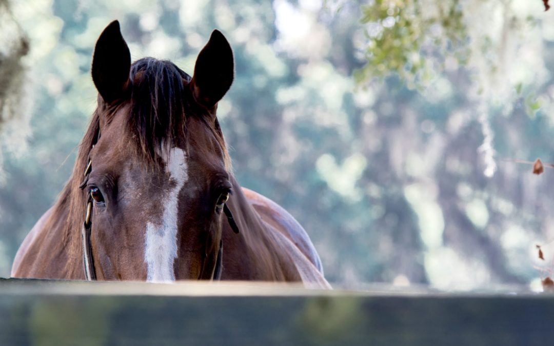Properties with Acreage in Florida
