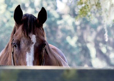 Properties with Acreage in Florida